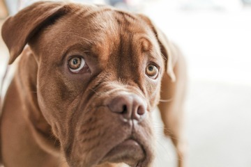 A picture of a dog's head.